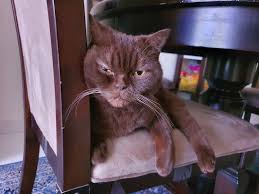 How do i remove my mugshots online? Taking Proper Mugshots Of Your Pets Could Actually Benefit You When They Re Lost Tech