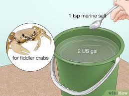 3 Ways To Look After Pet Crabs Wikihow