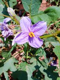 Image result for Solanum richardii