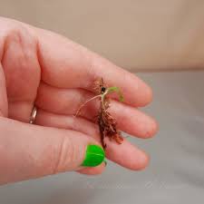 Image result for Chlorophytum Amaniense