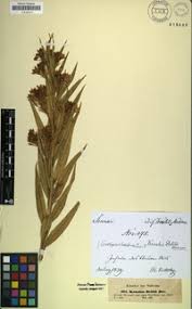 Image result for Kanahia laniflora