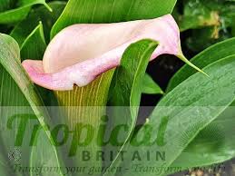 Image result for Zantedeschia rehmannii