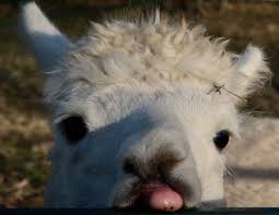 Smaller and more spread out and has several ducts opening directly. When Alpacas Eat Alfalfa It Isn T Pretty Welcome To 2021 Wandering Through Time And Place