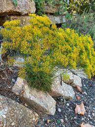 Image result for Lintonia nutans