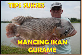 Cara memancing kakap putih di laut di video kali ini papa barra menjawab banyak pertanyaan dari. Tips Sukses Mancing Ikan Gurame Anglers Wajib Tahu Aliems Journey