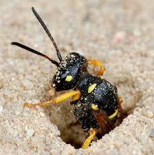 We did not find results for: Guepes Terrestres Comment Se Debarrasser De Ces Insectes Sans Danger Pour La Sante