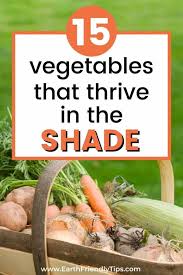Leafy vegetables, such as chard, spinach and salad greens, are the most tolerant vegetables that grow in shade. Best Vegetables That Grow In Shade Earth Friendly Tips
