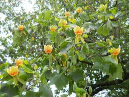 Image result for Liriodendron tulipifera