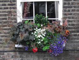 Largest independent comprehensive supplier of corporate windowflowers is the original and still the largest independent comprehensive supplier of floral and horticultural services to the commercial sector in the uk. Window Box Flowers For Shady Spots