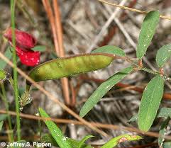 Image result for Tephrosia praecana