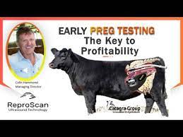 Reproscan - Early Pregnancy Testing In Cattle (E-Beef Showcase #2) - Youtube