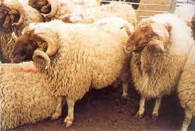 أمانة المدينة تسمح للمطابخ بذبح الأضاحي وفق اشتراطات صحية