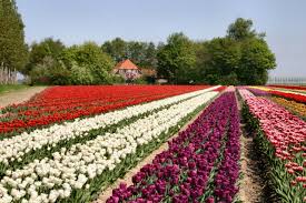 Tre aspetti per ammirare tulipani e altri fiori in tutto il loro colorato keukenhof: In Elicottero Sopra I Tulipano D Olanda