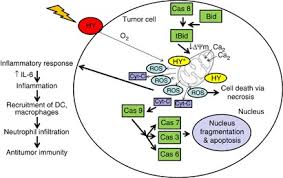 Time zone converter (time difference calculator). Hypericin Photodynamic Therapy Leads To Interleukin 6 Secretion By Hepg2 Cells And Their Apoptosis Via Recruitment Of Bh3 Interacting Domain Death Agonist And Caspases Cell Death Disease