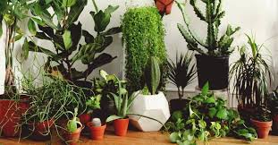 Las plantas del desierto (por ejemplo, los cactus y otras suculentas) se desarrollan mejor con una luz más brillante y un nivel bajo de. Terrario Que Es Y Distintas Formas De Hacerlo En Casa Paso A Paso Bioguia