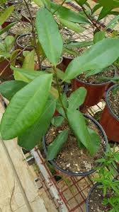 Image result for bay leaf bush foto