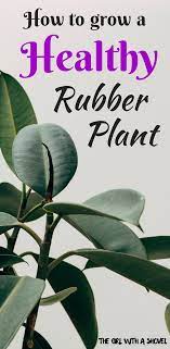 Ficus Elastica How To Keep Indoor Plants Alive Rubber Plant Care Tips Rubber Tree Care Rubber Plant Trees To Plant Rubber Plant Care