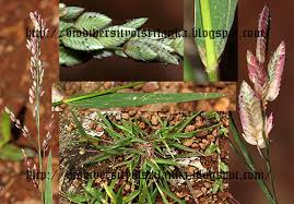 Image result for Eragrostis unioloides