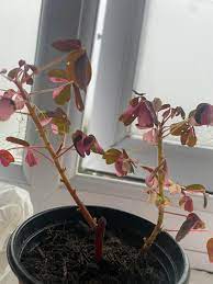 Plum crazy has a great flower and even better variegation in the leaf. My Oxalis Plum Crazy Has Developed Some Holes In The Leaves I Was Wondering What It Could Be Something Eating It I Can T Find Anything Online Thank You Plantclinic