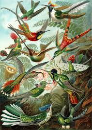 Hummingbird Wikipedia