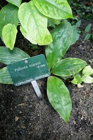 Image result for Palisota mannii