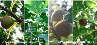 Check spelling or type a new query. All About Figs Ficus Carica