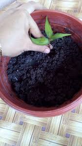 Ini adalah cara tanam adenium yang baik dan benar menurut saya bibit ini sangat mudah tumbuh tetapi dalam prosesnya perlu. Cara Mudah Tanam Daun Kesum Dalam Baldi Di Balkoni
