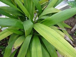 Image result for Curculigo latifolia