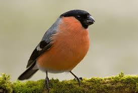 Amsel In 2020 Gimpel Vogel Im Garten Vogel Bestimmen