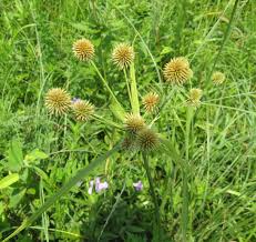 Image result for Cyperus