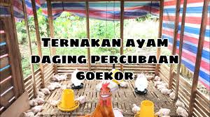 Ayam kampung super tergolong kuat dan memiliki angka kematian sekitar 2%. Cara Ternak Ayam 60ekor Kos Reban Ayam Paling Murah Dan Simple Part1 Youtube