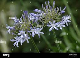 Image result for Agapanthus codii