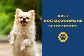 It takes three weeks for a puppy to develop its senses of smell, sight, and hearing. 6 Best Dog Dewormer In 2021 Totally Goldens