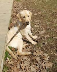 We are a small hobby breeder specializing in akc yellow labrador retriever puppies for hunters and families. Rudy Brookline Labrador Retriever Rescue