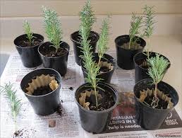 Image result for rosemary cuttings