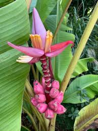 Image result for Musa sp. (Ornamental bananas)