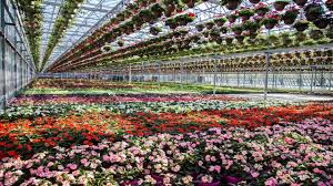 Unwind at our campfires and relax in our gardens after a day of exploring holmes county. Petitti Garden Centers Celebrates 50 Years And Growing