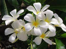Indoor flowering plants online to make happy occasion even happier. 10 Best Indoor Flowering Plants In India Indoor Plants In India