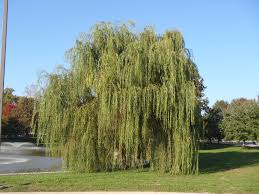 21 tricolpatae mit reticulaten oder microreticulaten skulpturen, 21.18 salix. Weeping Willows