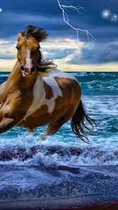 Pin On Horses Horses Horses