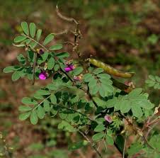 Image result for Tephrosia meisneri