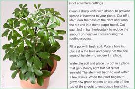 Schefflera Propagating Plants Pretty Plants