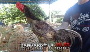 Fakta Menarik Ayam Bangkok Klawu Yang Kurang Diminati Bobotoh Fakta Menarik Bangkok Ayam