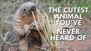 All eight species of pangolin are assessed as threatened by the iucn, while three are classified as critically endangered. Pangolins Are The Cutest Animals You Ve Never Heard Of Youtube
