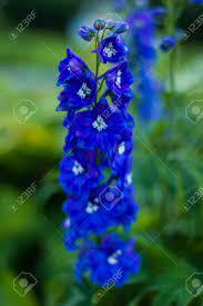 Dreamstime is the world`s largest stock photography community. Blue Dark Blue Flowers On A Green Background Stock Photo Picture And Royalty Free Image Image 53874466