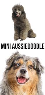 Meanwhile, poodles are traditionally water retrievers. Mini Aussiedoodle The Miniature Poodle Australian Shepherd Mix