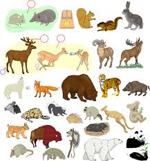 The cetacean family consists of all species of whale, dolphin. Warm And Cold Blooded Animals