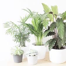 Today On The Blog There S A New Post All About My Favourite Hashtags For Instagram I Ve Covered Several Categories Incl Plants House Plants House Plants Decor