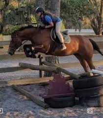 Search from 281 used ford mustang cars for sale, including a 2010 ford mustang coupe, a 2012 ford mustang boss 302 coupe, and a 2014 ford mustang convertible ranging in price from $3,750 to $94,500. Florida Horses For Sale Myhorseforsale Com Equine Classifieds
