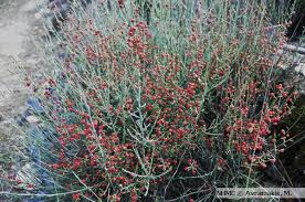 Image result for Osyris